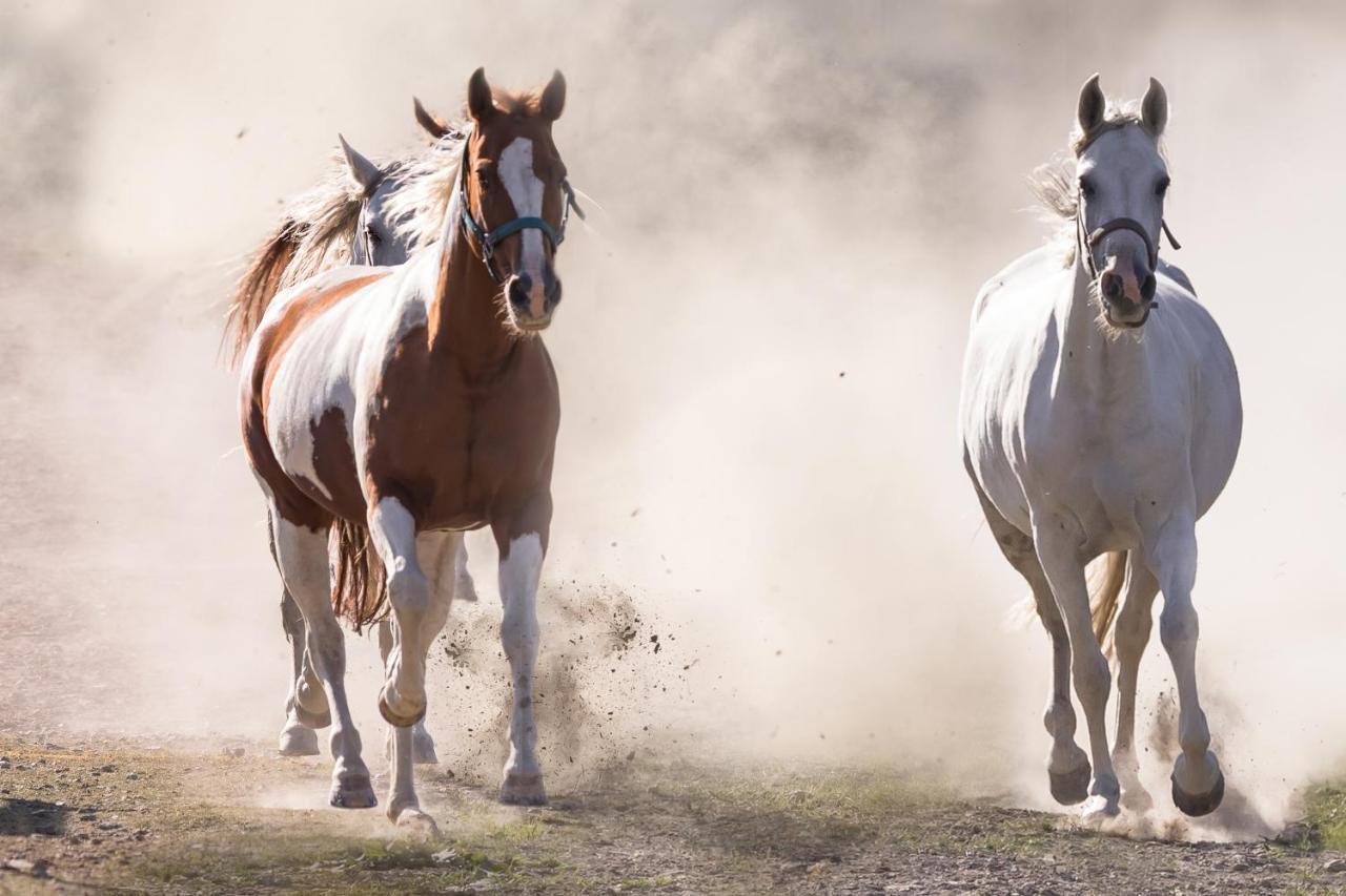 Elterlein Ranchhouse Smoker- Westernstable - Horse מראה חיצוני תמונה