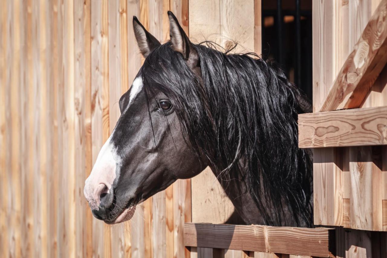 Elterlein Ranchhouse Smoker- Westernstable - Horse מראה חיצוני תמונה